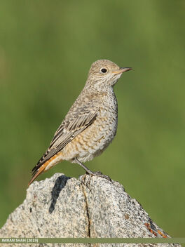 Rufous-tailed Rock-thrush (Monticola saxitilis) - image #474205 gratis